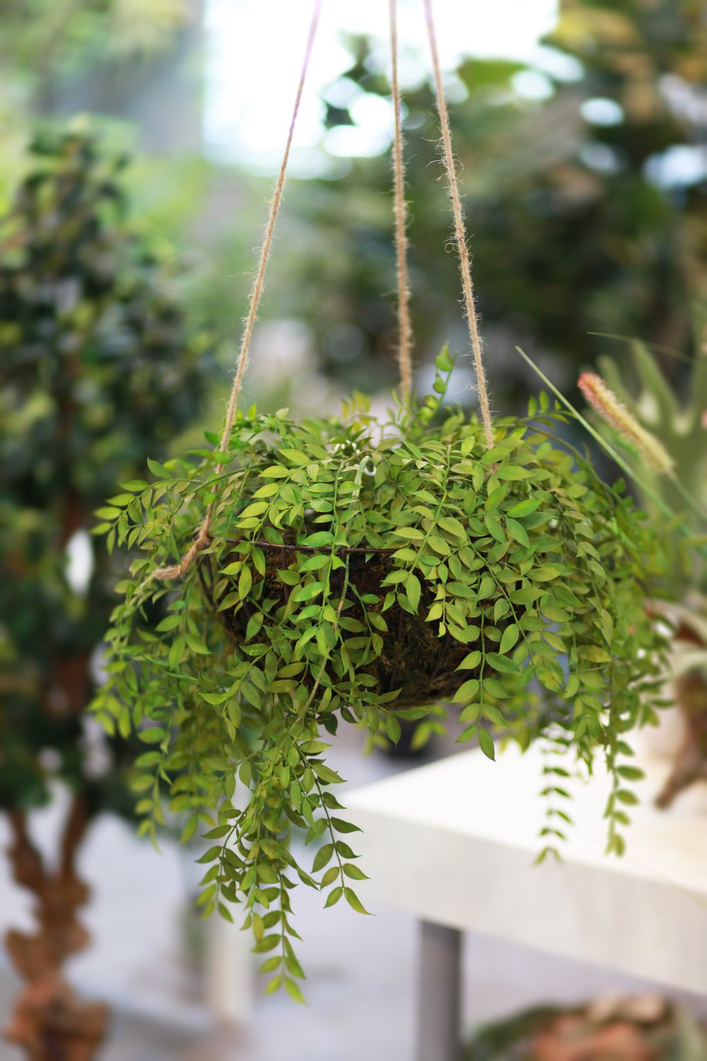 Hanging Kokedama Ball