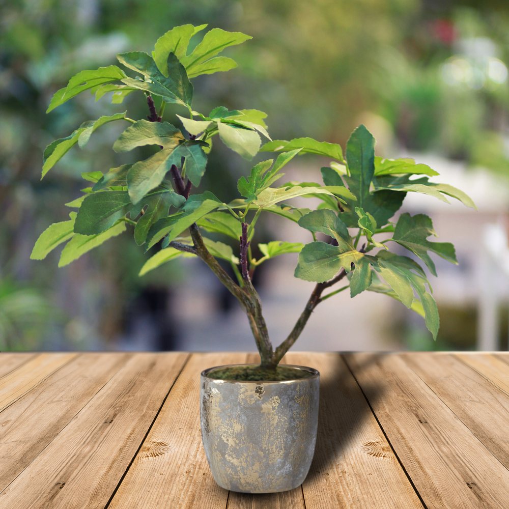 Tech HQ Office Greenery Program