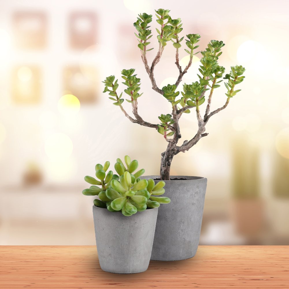 Twin Pot Plant Set
