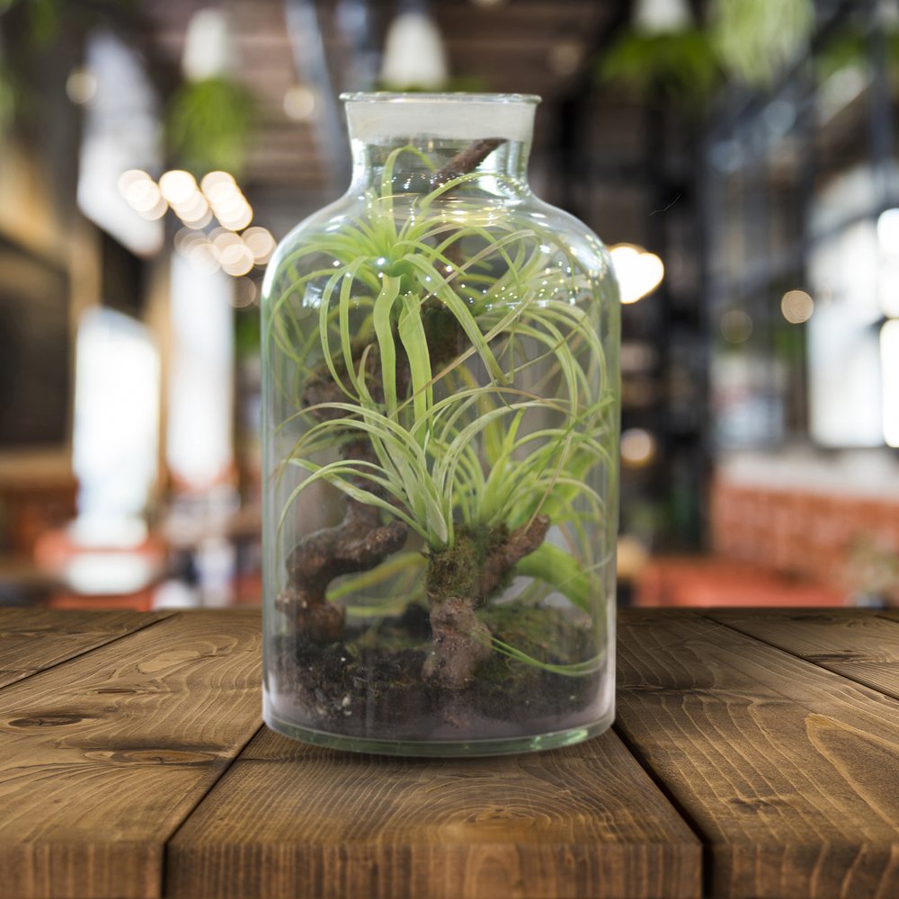 Moss Terrarium Bottle