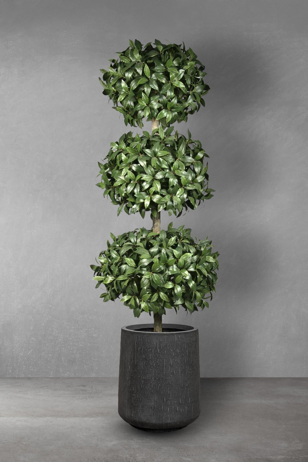 Spiral Topiary Cypress