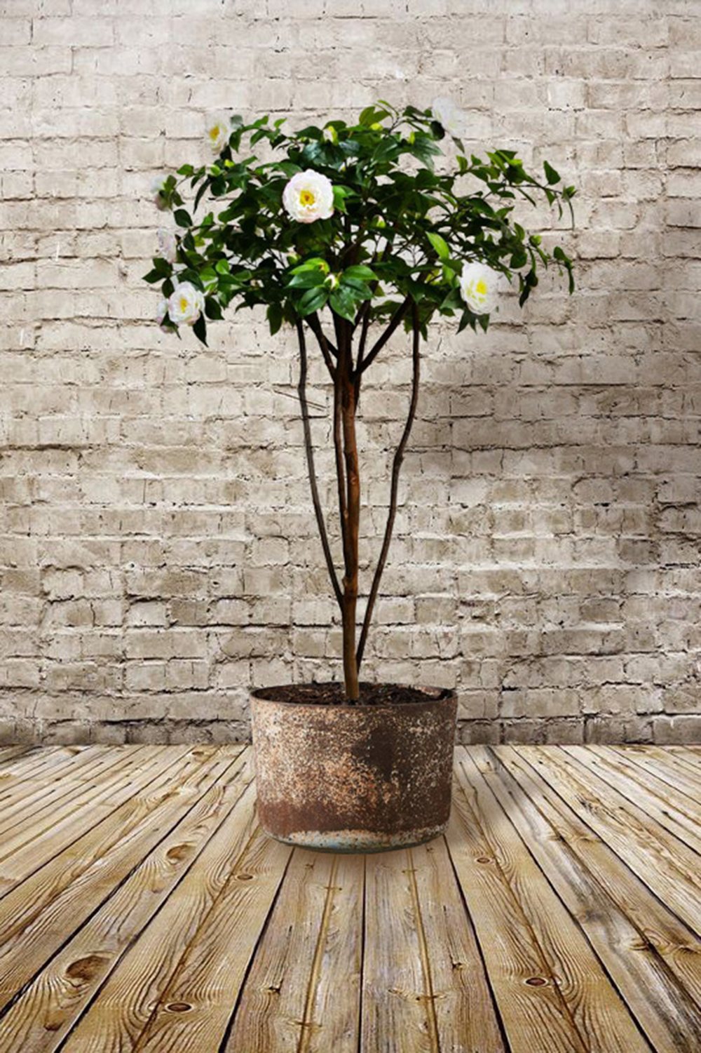 Airport VIP Lounge Tree Group