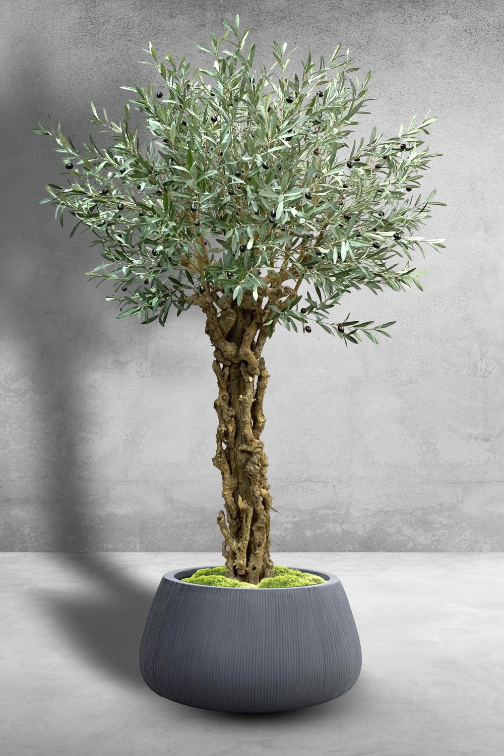 Restaurant Chain Mediterranean Olive Theme